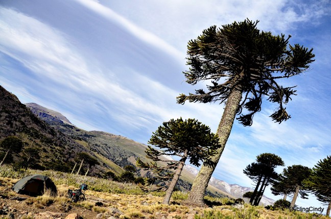 Monkey Puzzle tree, and my tent below them